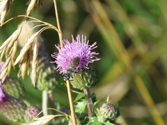 Megachile montivaga