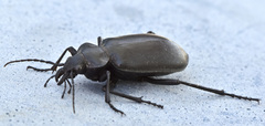 Calosoma peregrinator