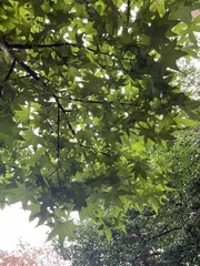 Liquidambar