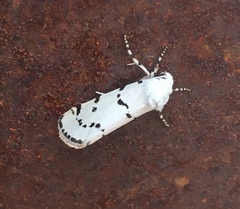 Grotella binda