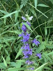 Lobelia
