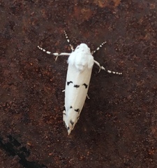 Grotella binda