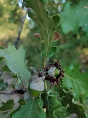 Andricus dentimitratus