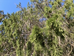 Juniperus maritima