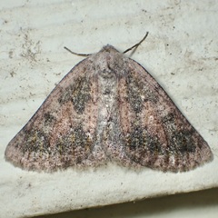 Nemeris sternitzkyi