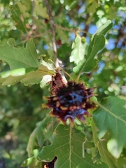 Andricus dentimitratus