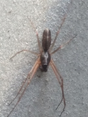 Megalostrata