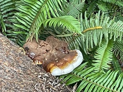 Ganoderma oregonense