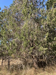 Juniperus maritima
