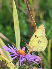 Colias philodice