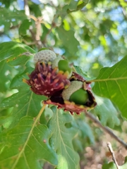 Andricus dentimitratus