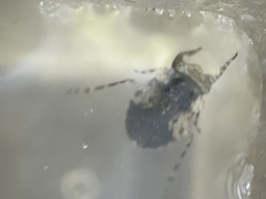 Gelastocoris oculatus