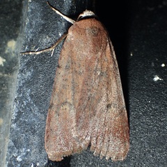 Anicla biformata