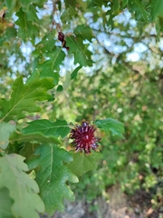 Andricus dentimitratus