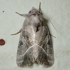 Hexorthodes accurata