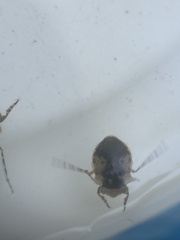 Gelastocoris oculatus