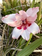 Gladiolus carneus