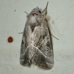 Hexorthodes accurata