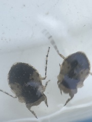 Gelastocoris oculatus