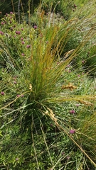 Festuca paniculata