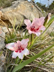 Gladiolus carneus