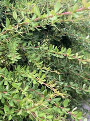 Berberis thunbergii