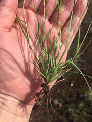 Sporobolus neglectus