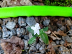 Pseuderanthemum