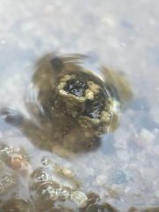 Gelastocoris oculatus