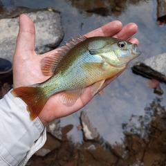 Lepomis auritus