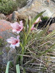 Gladiolus carneus