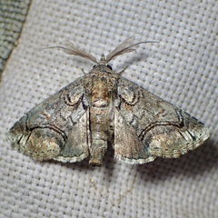 Paectes abrostoloides