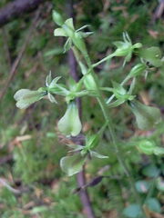 Neottia banksiana