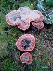 Hydnellum peckii