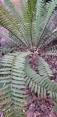 Encephalartos