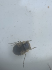 Gelastocoris oculatus