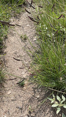 Bouteloua gracilis