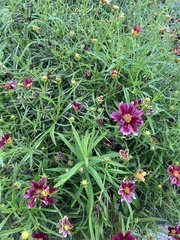 Coreopsis rosea