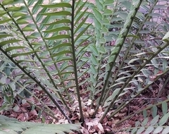 Encephalartos