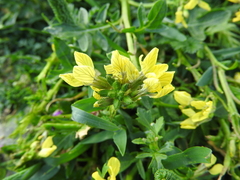 Enarthrocarpus arcuatus