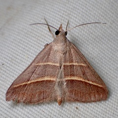 Hemeroplanis parallela