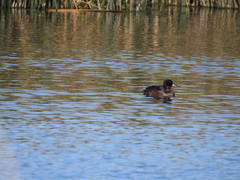 Heteronetta atricapilla