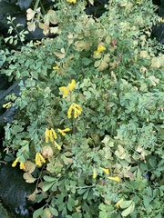 Pseudofumaria lutea