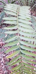 Encephalartos