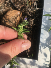 Trichostema brachiatum