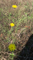 Bradburia pilosa
