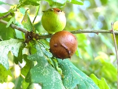 Andricus quercustozae