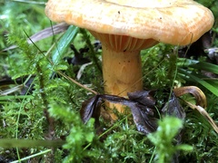 Lactarius deliciosus
