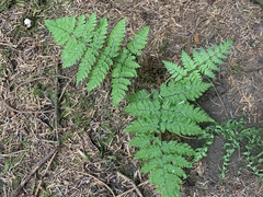 Dryopteris expansa