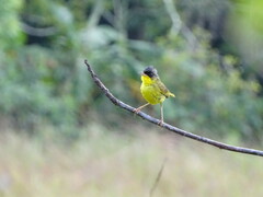 Geothlypis poliocephala